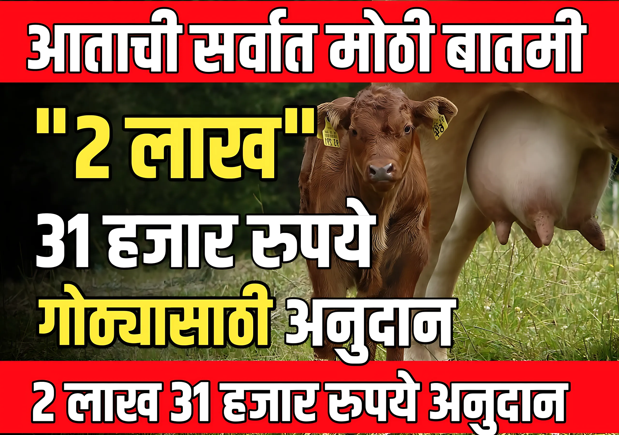 Gay Gotha Anudan : जानंवराच्या गोठ्यासाठी 2 लाख 31 हजार अनुदान