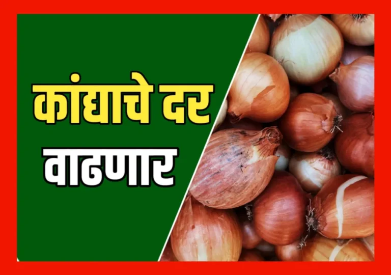 Onions Market : कांद्याचे भाव वाढणार का ?