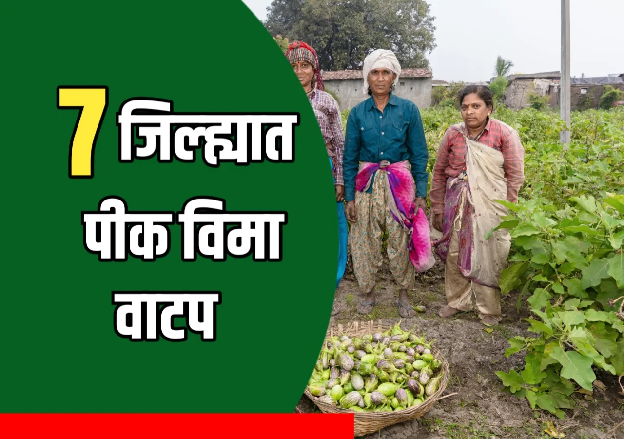 Crop Insurance : 7 जिल्ह्यात पीक विमा वाटप होणार