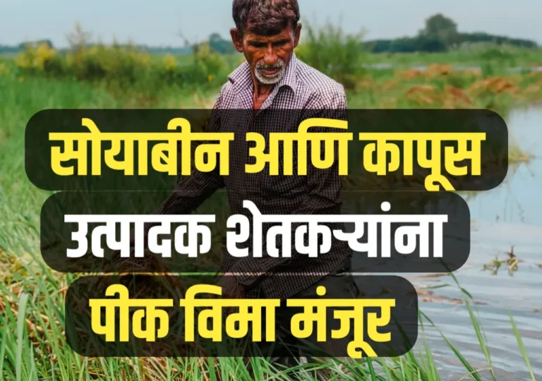 Pik Vima 2025 : सोयाबीन आणि कापूस उत्पादक शेतकऱ्यांना पीक विमा मंजूर