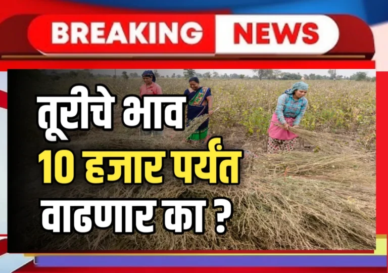 Tur Rate 2025 : यावर्षी तूरीचे भाव वाढणार का ?