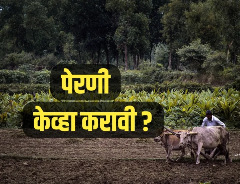 Kharif Hangam 2025 : पेरणी केव्हा करावी ?