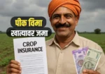 Pik Vima : शेतकऱ्यांच्या खात्यात पीक विमा वेगाने वितरीत