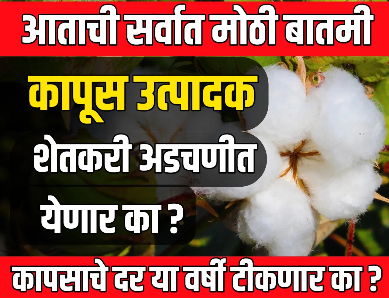 Cotton Market : कापूस उत्पादक शेतकरी अडचणीत येणार का ?