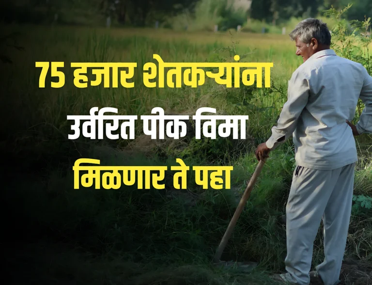 Kharif 2024 Crop Insurance Update : 75 हजार शेतकऱ्यांचा पीक विमा कंपन्याकडे बाकी