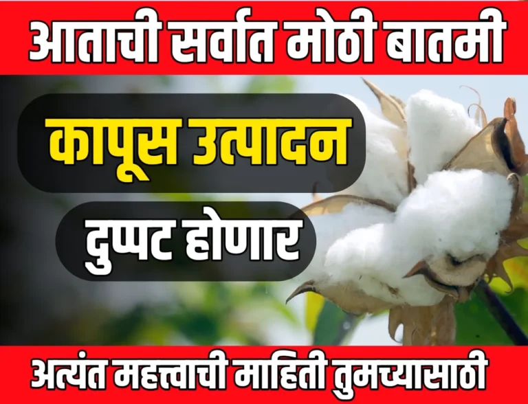 Cotton Yield : कापूस उत्पादन दुप्पट करण्यासाठी पेरणीपर्यंतचे व्यवस्थापन