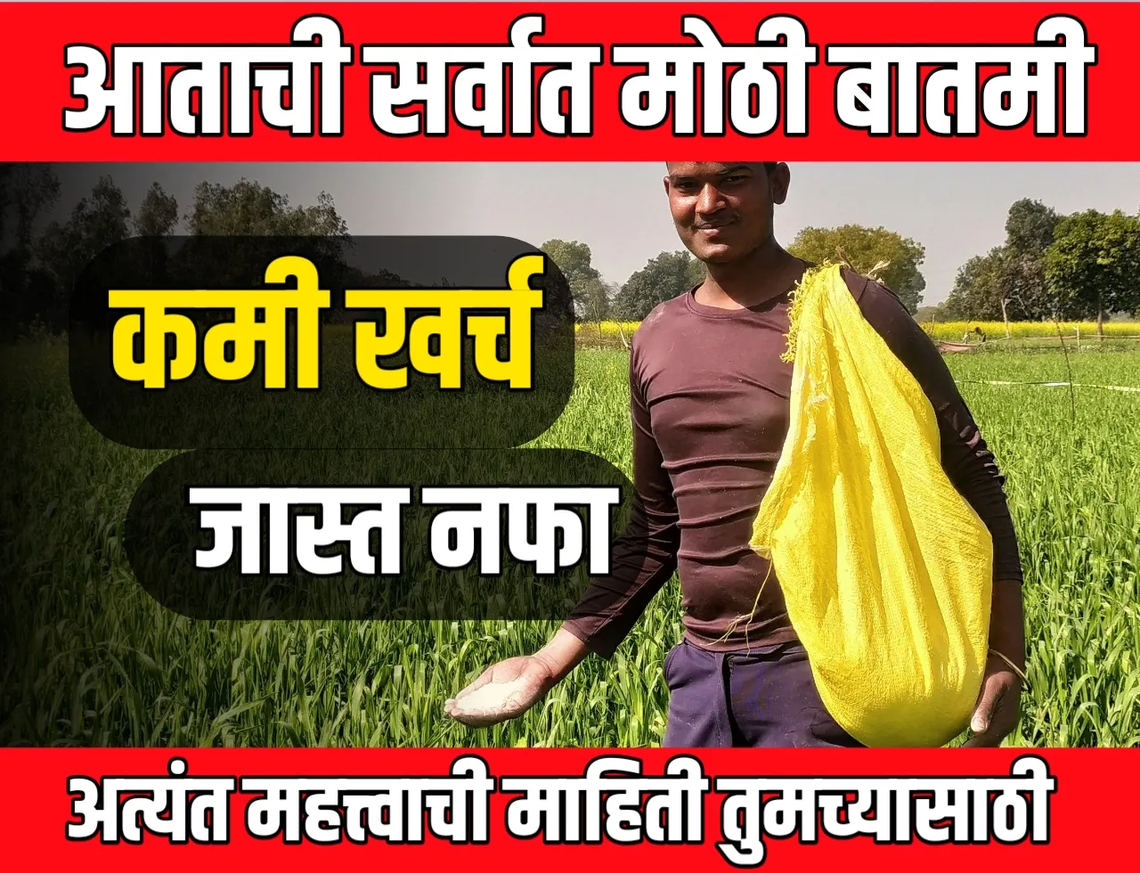 Fertilizer Use : रासायनिक खत vs कीटकनाशक, काय अधिक वापरले जाते आणि का?