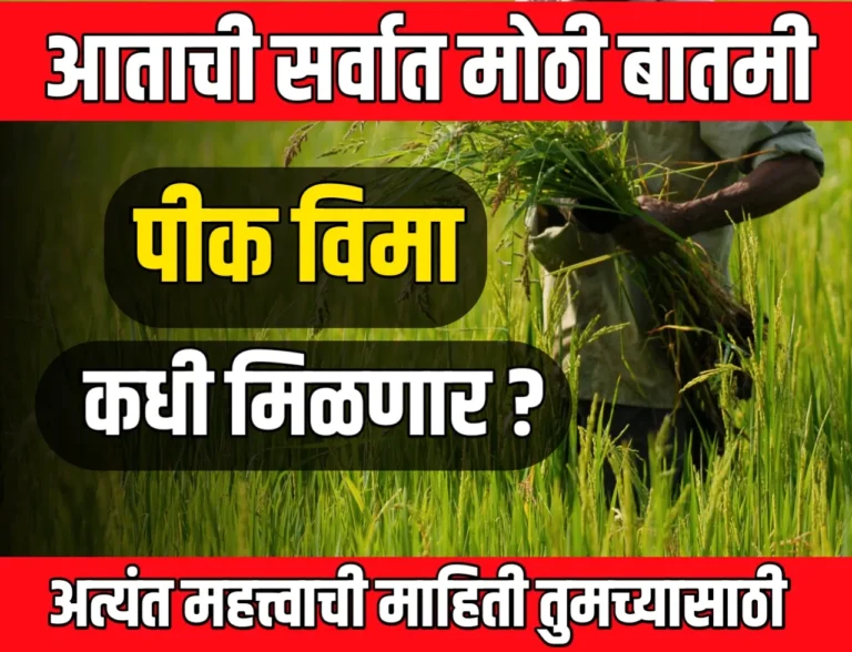 pik vima 2025 kadhi milnar : पिक विमा 2025 कधी मिळणार?