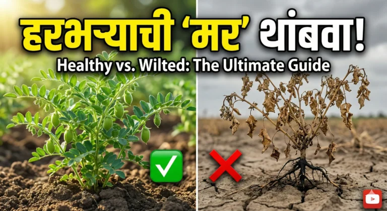 Chickpea Root Rot : हिरवंगार हरभरा दोन दिवसांत मान टाकतोय? ही साधी मर नाही, हा आहे मुळांचा कर्दनकाळ!