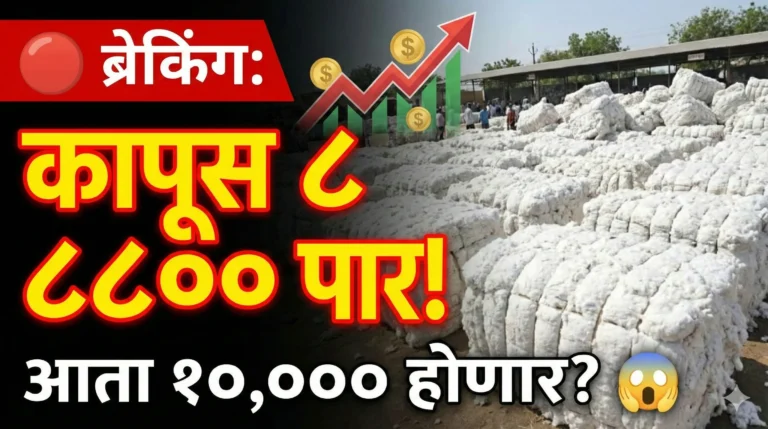 Cotton Rate : अकोटमध्ये ८८०० चा उच्चांक! तेजीची लाट टिकणार की ओसरणार? वाचा ज्येष्ठ पत्रकाराचा थेट सल्ला