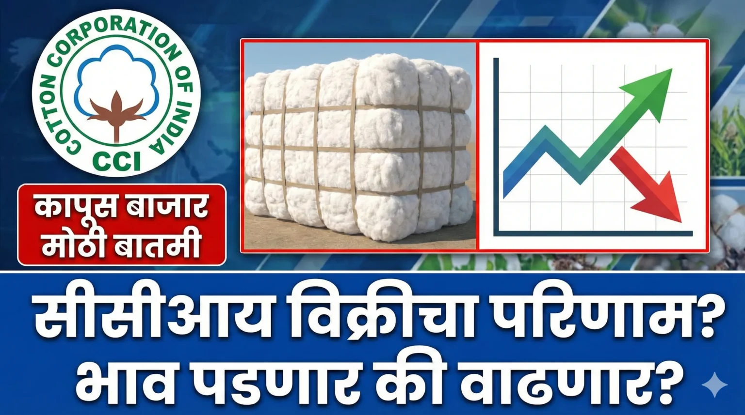 कापूस बाजार (Cotton Market) अपडेट: सीसीआयची विक्री आणि उत्पादनाचे नवीन आकडे - शेतकऱ्यांनी काय करावे?