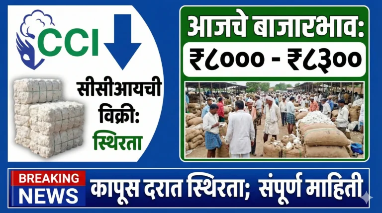 कापूस बाजार भाव आणि कापसाचे ढीग मार्केट यार्डात (Cotton market rates and piles of cotton in market yard)