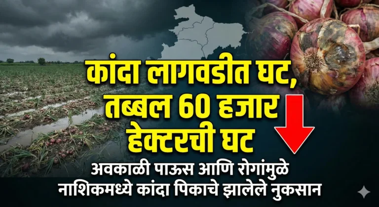 Damaged onion crop field in Nashik with cloudy sky (नाशिकमधील ढगाळ वातावरण आणि खराब झालेले कांदा पीक)