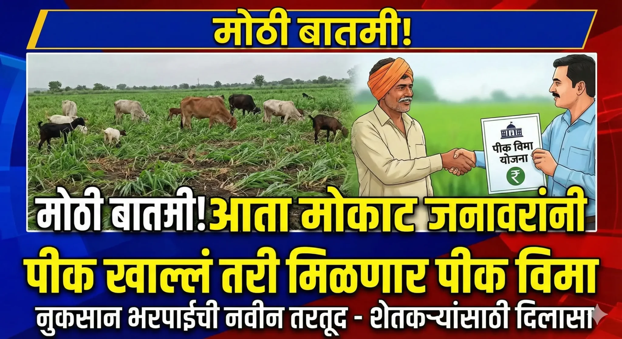 Pik Vima: मोठी बातमी! आता मोकाट जनावरांनी पीक खाल्लं तरी मिळणार पैसे; पीक विमा योजनेत ऐतिहासिक बदल!