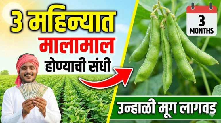 उन्हाळ्यात पाण्याचे टेन्शन सोडा! 'या' पिकातून मिळवा दुहेरी नफा; ३ महिन्यात मालामाल होण्याची संधी (Summer Moong Cultivation)