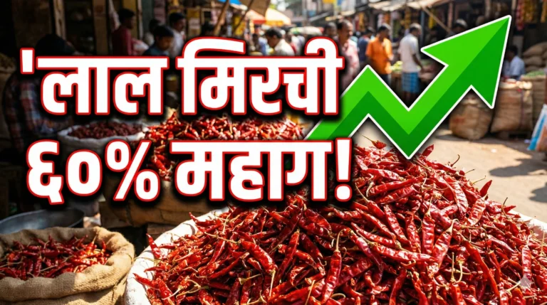 लाल मिरचीच्या दरात ६०% वाढ! शेतकऱ्यांसाठी आनंदाची बातमी, तर ग्राहकांच्या खिशाला कात्री | Red Chilly Rate Update