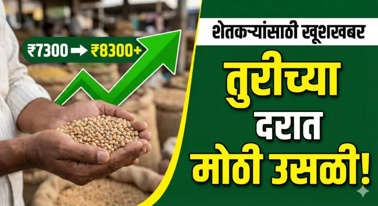 Heap of Pigeon Pea (Tur) in agricultural market yard - Tur Market Rate update.