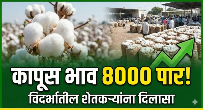 बाजार भाव अपडेट: कापसाला ‘अच्छे दिन’? विदर्भात भाव ८ हजारांच्या घरात!