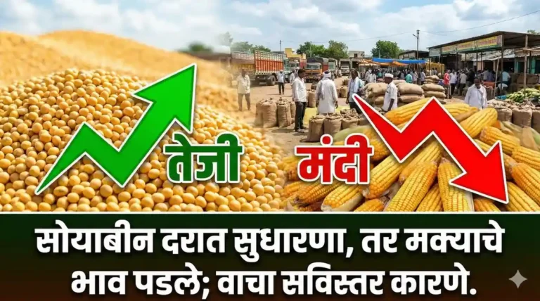 सोयाबीन आणि मक्याची रास, सोबत बाजार भावाचा चढ-उतार दर्शवणारा आलेख (Soybean and Maize heap with market trend graph).