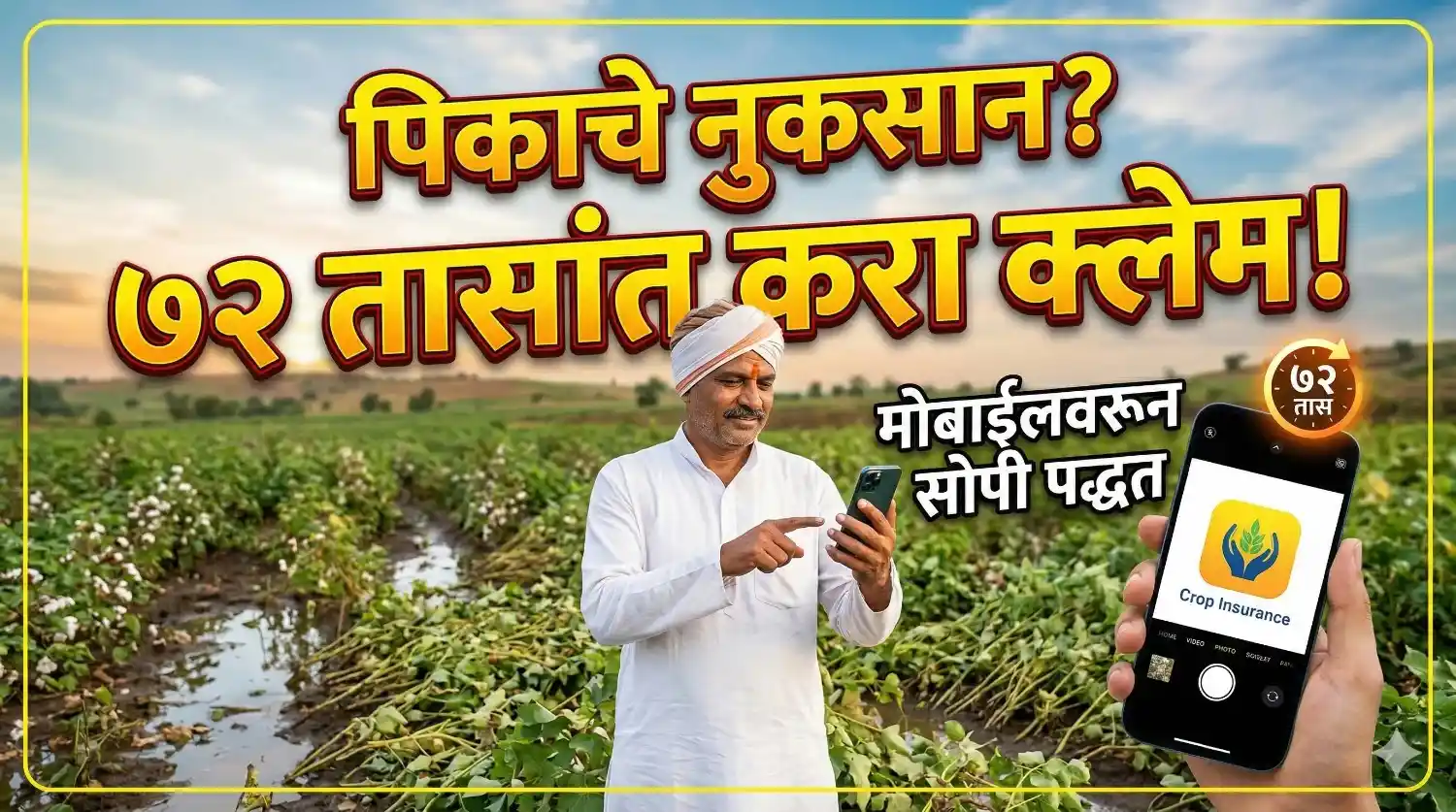 शेतात मोबाईलवरून पीक विमा (Pik Vima) क्लेम करताना शेतकरी.